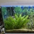 Closing down tanks: Equipment & Aquarium for sale