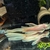 Longfin Albino Adult bristlenose