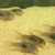 Juvenile bronze corydoras