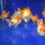 Pond Fancy Ryukin Goldfish Mix