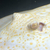 Golden Base Albino Pearl Stingray MALE