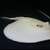 Golden Base Albino Pearl Stingray MALE