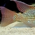 Breeding pair of Geophagus Sp. Alto Sinu