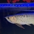 Asian Arowana