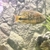 7” male flowerhorn, 4” male blackbelt and plecs