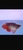 Exclusive KiNG Show Quality Rare Super Red Fish 12 Planet Arowana