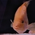 Luteus, fly river turtle, Stingray, super king Kong parrot, albino heckli and...