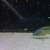 BUCCOCHROMIS RHOADESII WILD CAUGHT - 15 POUND