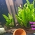 Selling up everything prices in photos cichlid tetra community fish and plants e