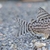 Sterbai corydoras