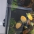 Collection of South American cichlids