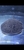 Motoro Stingray pup approx 8 inch
