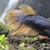 2 x Female Fighting Fish Halfmoon Mustard Gas Betta Splendens £30