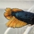 2 x Female Fighting Fish Halfmoon Mustard Gas Betta Splendens £30