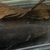 Electric Eel 30”+