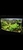 Tropical fish for sale plecos Corys guppys tetras etc