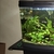 Tropical fish for sale plecos Corys guppys tetras etc