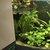 Tropical fish for sale plecos Corys guppys tetras etc