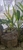 80L Tropical fish tank set up for sale including 4 South american Puffers