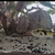 80L Tropical fish tank set up for sale including 4 South american Puffers