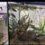 80L Tropical fish tank set up for sale including 4 South american Puffers