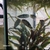 80L Tropical fish tank set up for sale including 4 South american Puffers