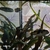 80L Tropical fish tank set up for sale including 4 South american Puffers