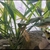 80L Tropical fish tank set up for sale including 4 South american Puffers