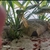 80L Tropical fish tank set up for sale including 4 South american Puffers