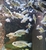 Mixed Malawi Cichlids location is accrington lancashire