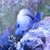 Scopas Tang – Tricolor XL 6+ inches