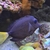 Gem Tang for sale