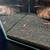 Crystal Red Shrimp
