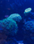 120L Marine Aquarium – Full Setup with Corals & Equipment