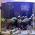 120L Marine Aquarium – Full Setup with Corals & Equipment