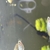Boesemani Rainbow Juveniles