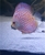 5 inch discus