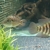 Female red terror festae 5 inch+