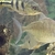 Aquarium fish available closing all tanks down