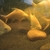 Large Albino Tinfoil barbs