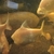 Large Albino Tinfoil barbs