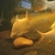 Large Albino Tinfoil barbs