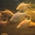 Large Albino Tinfoil barbs