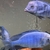Big Dolphins for sale