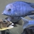 Big Dolphins for sale