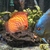 4 DISCUS for sale 4 - 5 inches
