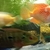 Kirin parrot cichlids