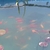4-6" goldfish for sale