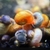 Pond Snails & Tropical Snails