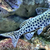 Synodontis Njassae wild caught x6 REDUCED £60